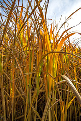 der nachwachsende Rohstoff Chinaschilf