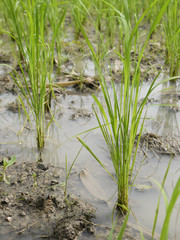Obraz premium Rice seedlings in the Rice fields