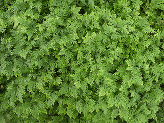 Variety of green ferns