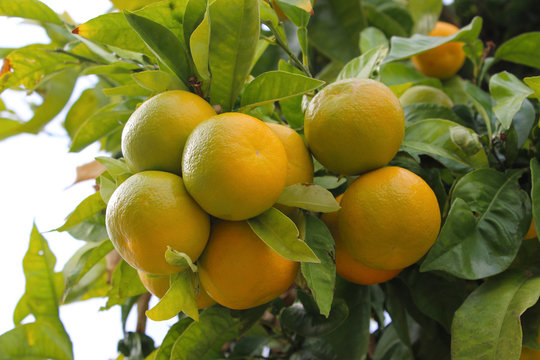 Mandarins on Tree