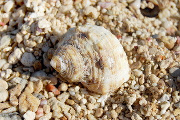 Shell on sand