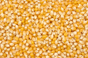 Corn background