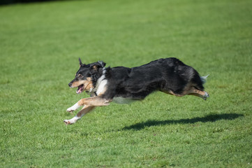 energetic collie dog running downhill