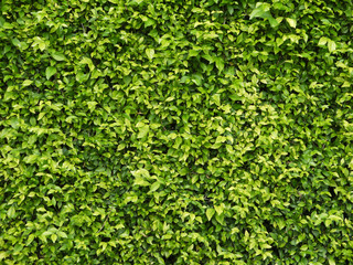 green leaves wall background