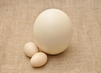 Ostrich egg with two chicken eggs