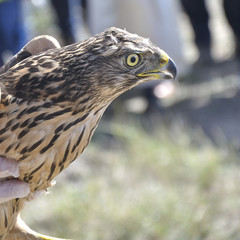 Close up of the head of a young goshawk (Accipiter gentilis) held by a veterinarian after being rescued