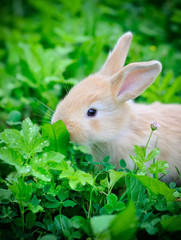 Little rabbit in green grass