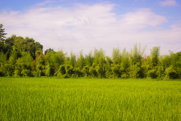 Fototapeta na wymiar beautiful natural scene with rice field in countryside of Thaila