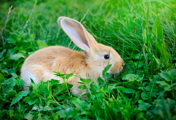 Little rabbit in green grass