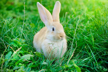 Little rabbit in green grass