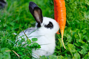 Funny baby white rabbit with a carrot in grass