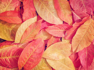 Colorful background of autumn leaves