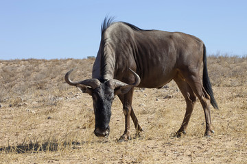 Wildebeest, Connochaetes taurinus,Gemsbok National Park, South Africa