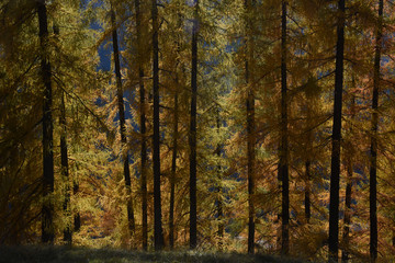 montagne autunno panorama autunnale colori autunno