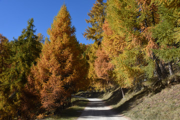 montagne autunno panorama autunnale colori autunno