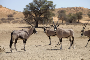Naklejka na ściany i meble Gemsbok, Oryx gazela, Gemsbok National Park, South Africa