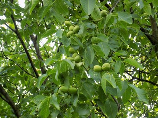 Walnut tree