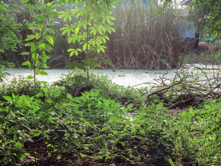 Low angle view of a swamp pond