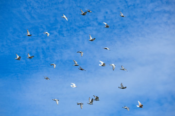 A flock of pigeons flying free in the vivid blue sky