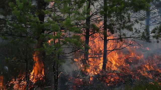 Close view of forest ground fire in young Scots pine forest. Video appropriate to visualize forest fire of boreal pine tree forests.