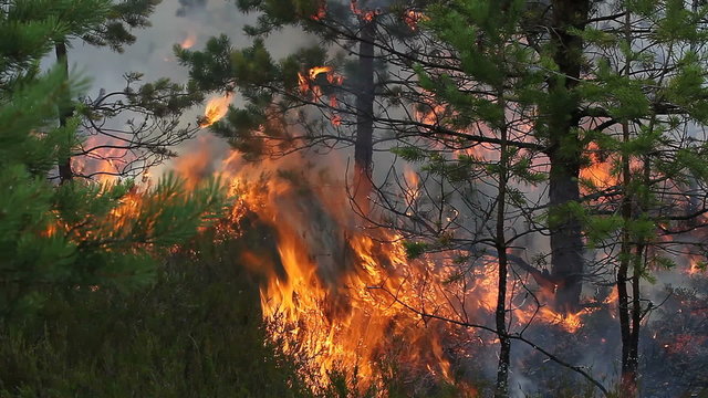 Close view of forest ground fire in heather in young Scots pine forest. Video appropriate to visualize forest fire of pine tree forests.