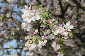 Цветет яблоня