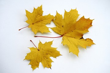 Colorful autumn leaves in Europe on October