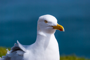 Seagull posing in the top of the cliffs