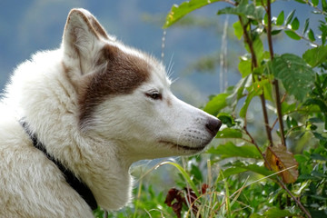 Fototapeta premium Chien de race Husky Sibérien 