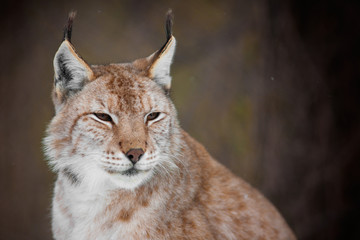 Fototapeta premium Lynx Portrait