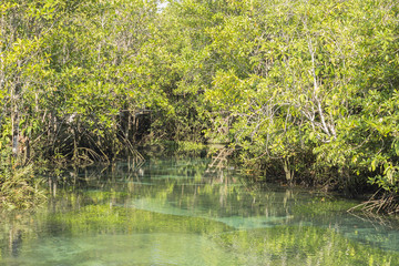 Mangrove forests in Krabi ,Thailand