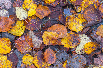 Wet colorful fallen aspen leaves in the fall