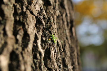 green grasshopper on tree trunk