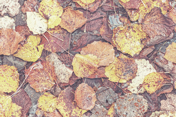 Wet colorful fallen aspen leaves in the fall