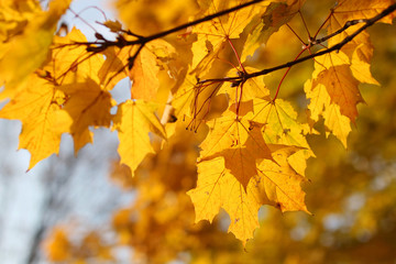 Naklejka na ściany i meble autumn background, maple leaves