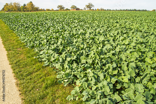 Ölrettich Samen 5kg - Gründüngung Für Bodenverbesserung Und Erosionsschutz