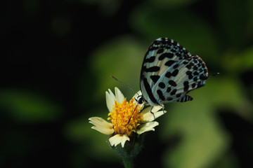 Butterfly with wing black-white on flowers (Common butterfly small)