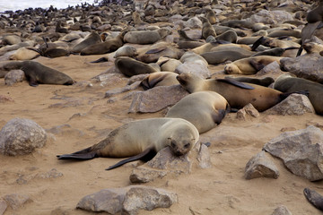 Fototapeta premium Brown fur seal colonies in the foreground young cros Cape, Namibia