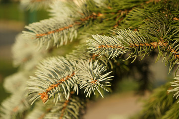 Naklejka na ściany i meble sapin