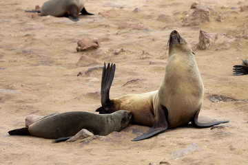 Fototapeta premium milk suckling Brown fur seal, Cape cros, Namibia