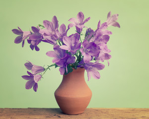Bellflowers in ceramic pot