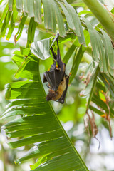  la roussette, chauve-souris endémique de l'île Rodrigues