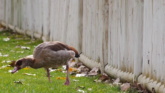ganso egipcio oca egipcia oto&ntilde;o