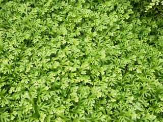 Obraz premium Wildenow's Spike Fern, Peacock Fern. (Selagiella willdenowii (Desv.ex Poir) Spring )