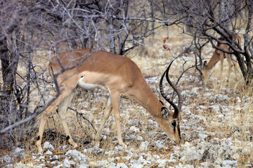 Black-faced Impala, Aepyceros melampus petersi in the bush Namibia