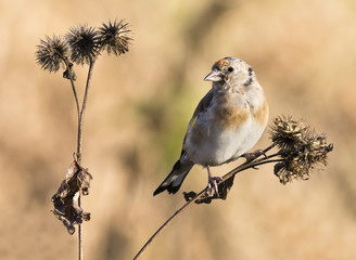 European Goldfinch