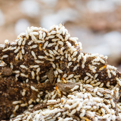 Paper eaten by termite