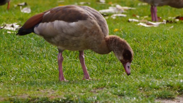 oca egipcia comiendo caminando
