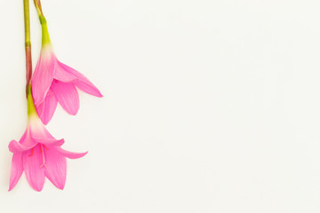 Obraz na płótnie Canvas Pink flowers on white background