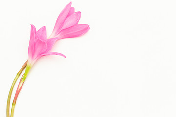 Pink flowers on white background